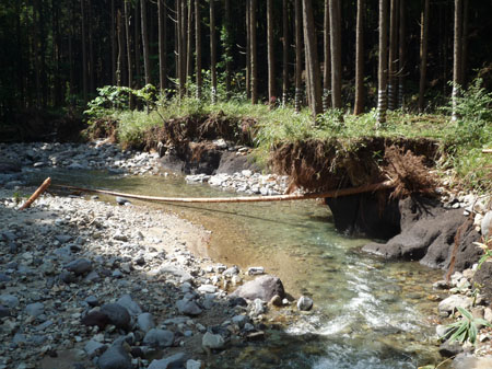 浸食による倒木2（普段は水深30cm程度の河川が約120cm程度まで水位が上昇したことが見てとれる）